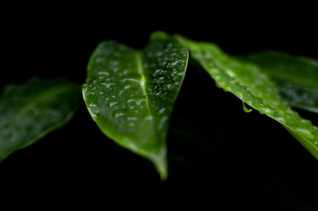 leaves